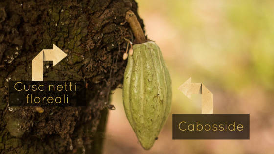 dove nasce il cacao, la pianta, i cuscinetti floreali e il cabosside
