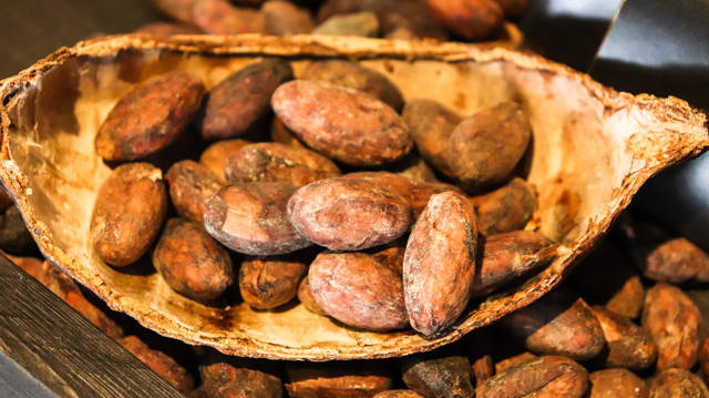 i semi tostati del cacao sono così pronti per la macinazione